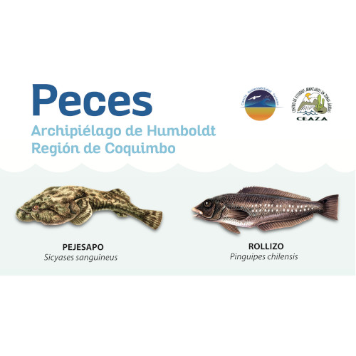 peces-punta-choros-la-higuera